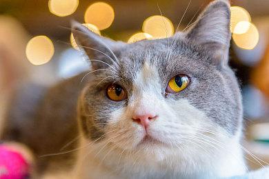 《最终幻想14：黄金的遗产》大量内容公开 新职业、新地区